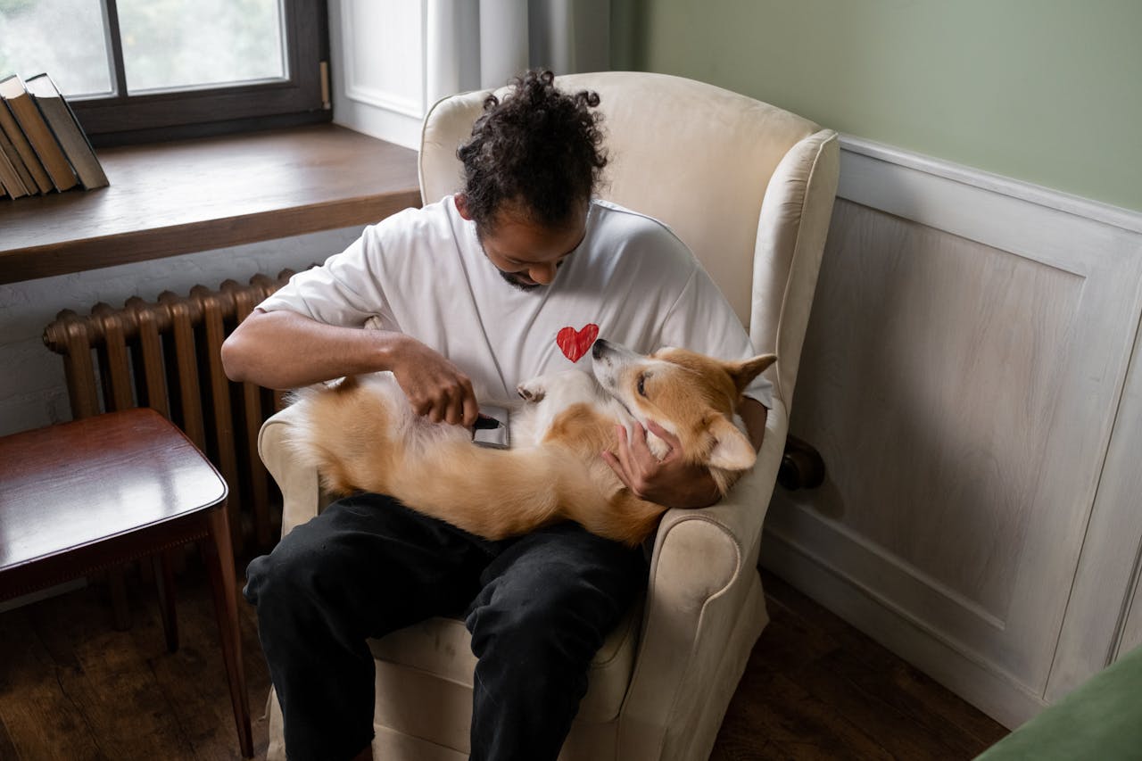 A man lovingly brushes his corgi dog while sitting on an armchair in a cozy room setting.