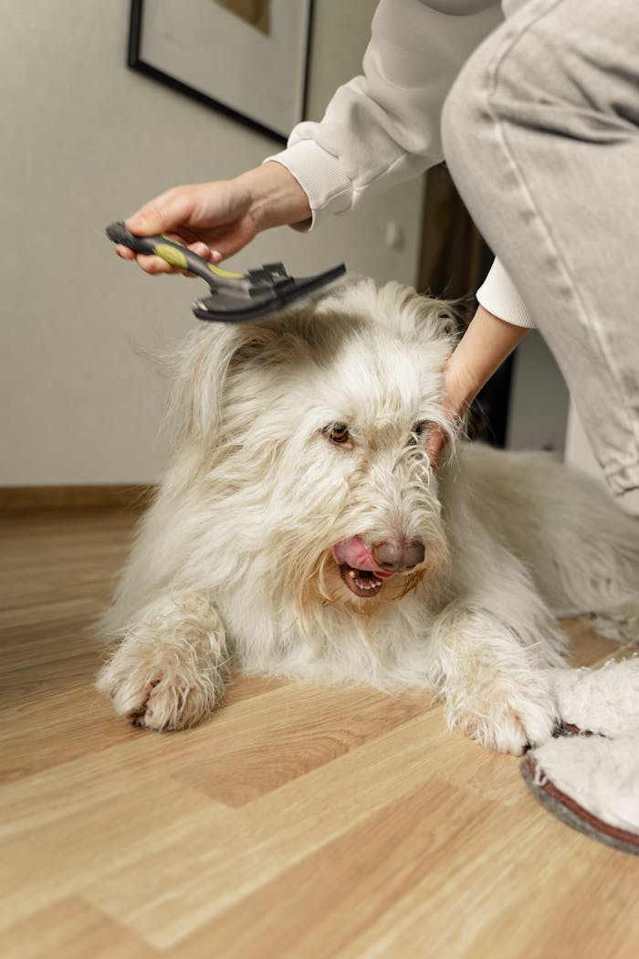 A fluffy white dog being gently groomed on a wooden floor inside a cozy home.