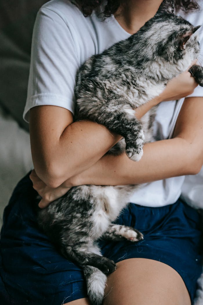 Faceless woman stroking adorable gray cat on hands while resting on bed at home